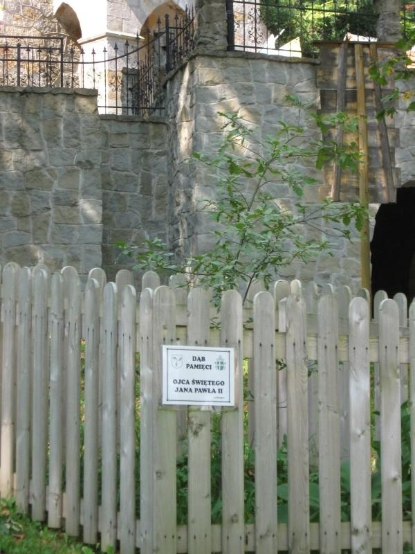 Mały dąb.