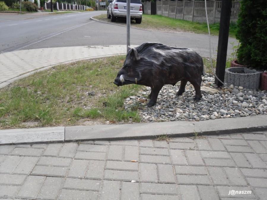 Kto się boi dzika...