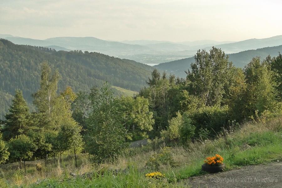 widoczek