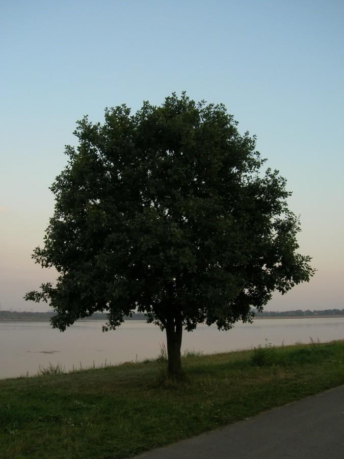dębowy świat