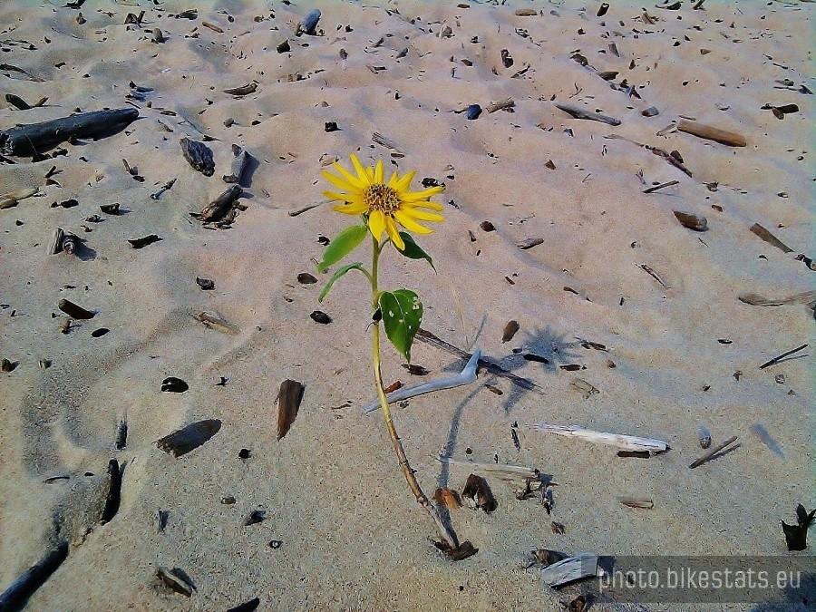 Cudo które wyrosło na nadmorskiej plaży.