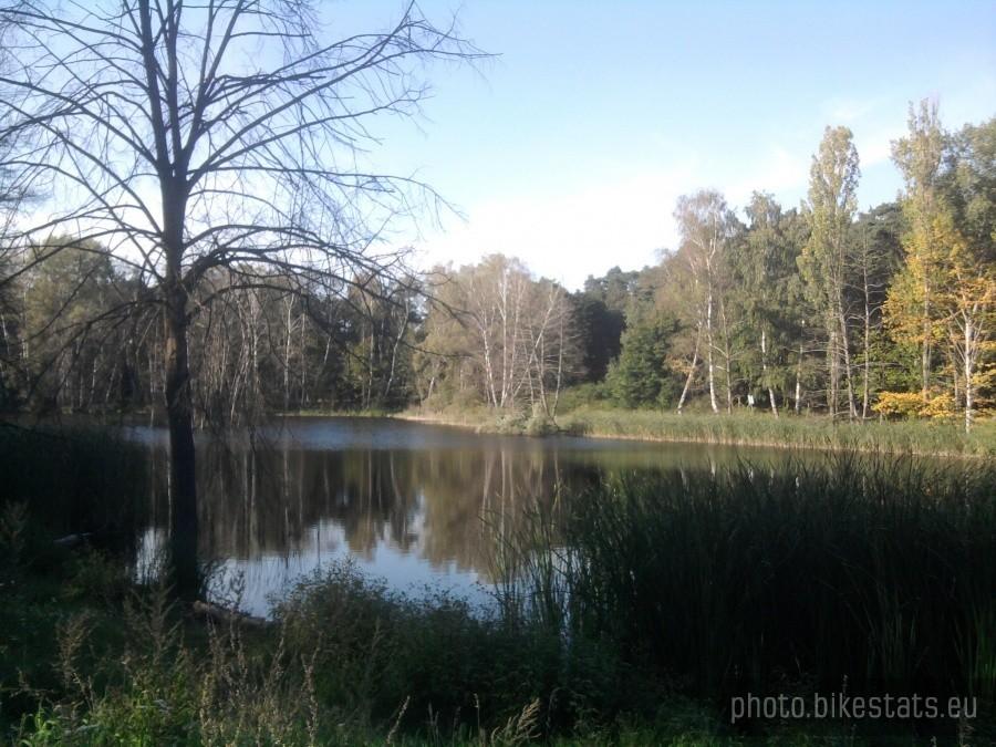 Staw w Lasku Golęcińskim