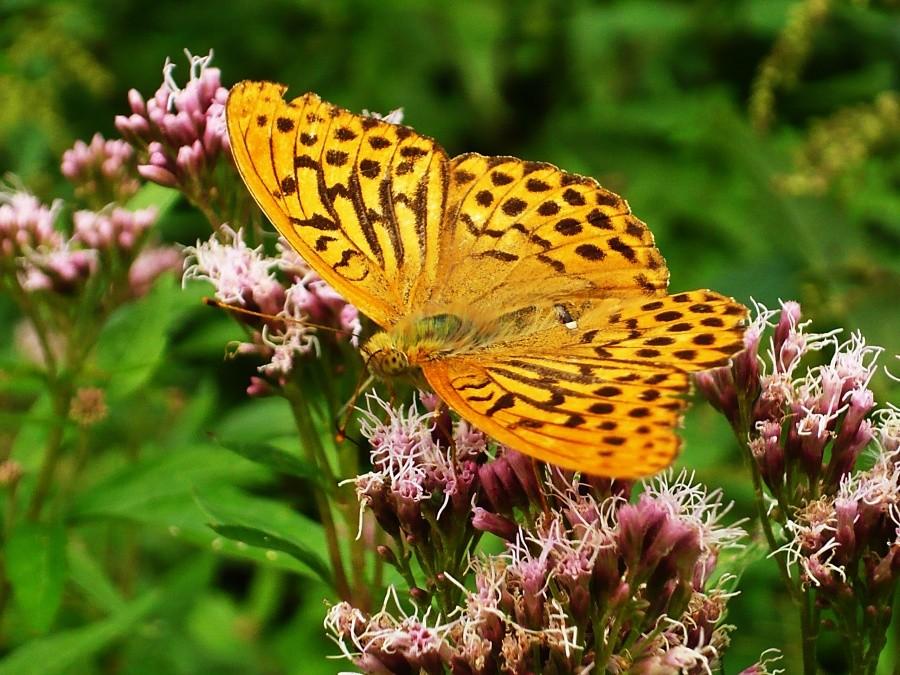 Motyl z przełęczy Żebrak