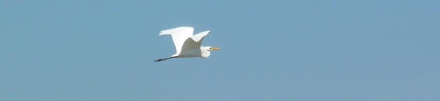 Czapla Biała (Ardea alba)