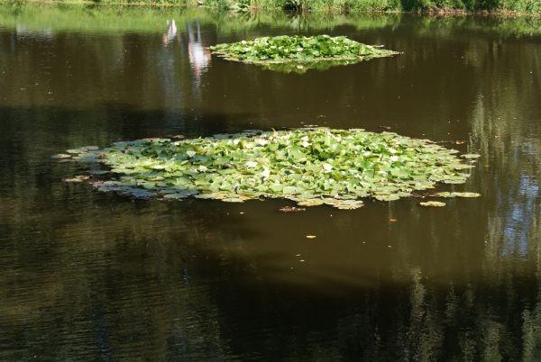 staw w parku miejskim w Tomaszowie