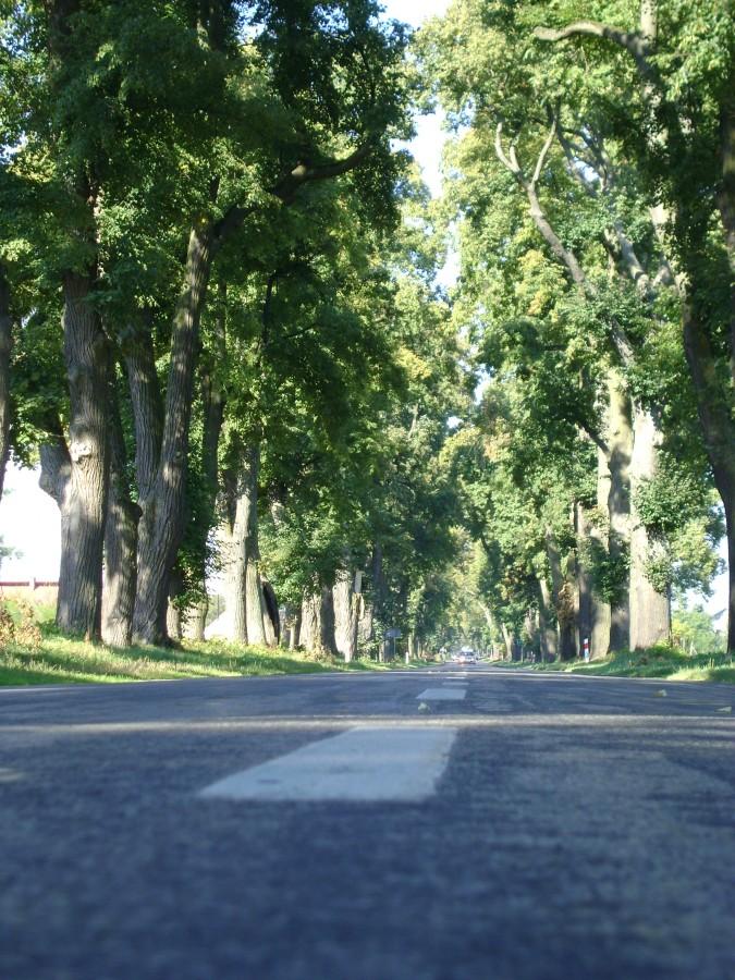 Piękna aleja w drodze do Głowaczowa