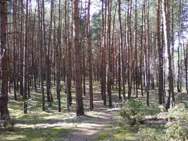 Las w okolicy Woli Grzymkowej