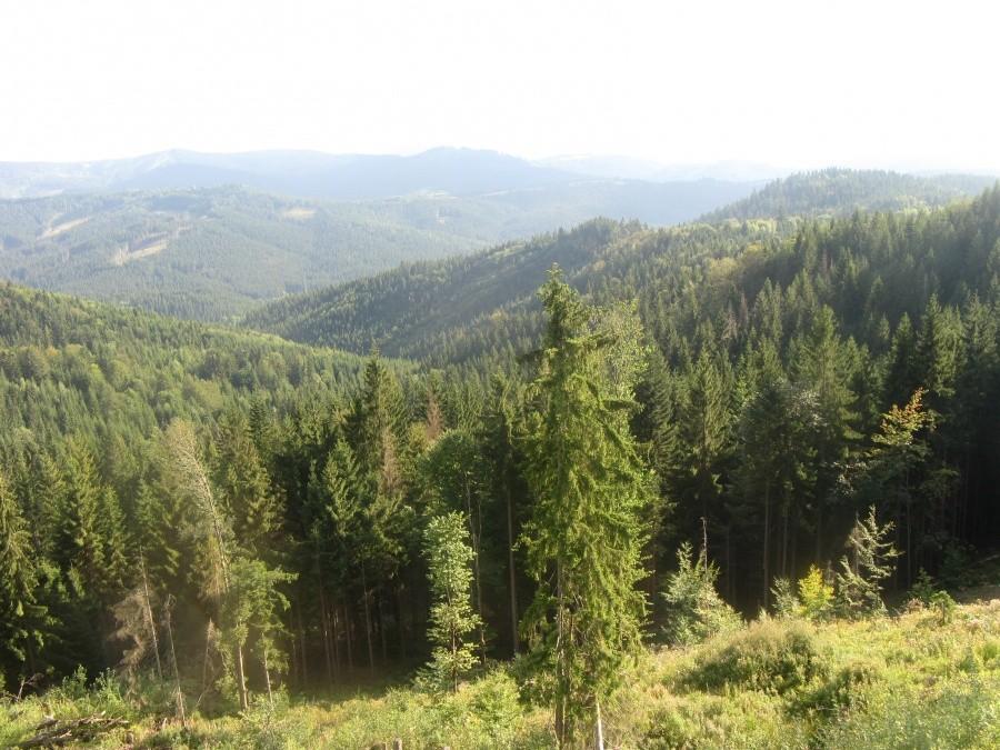Widoczek