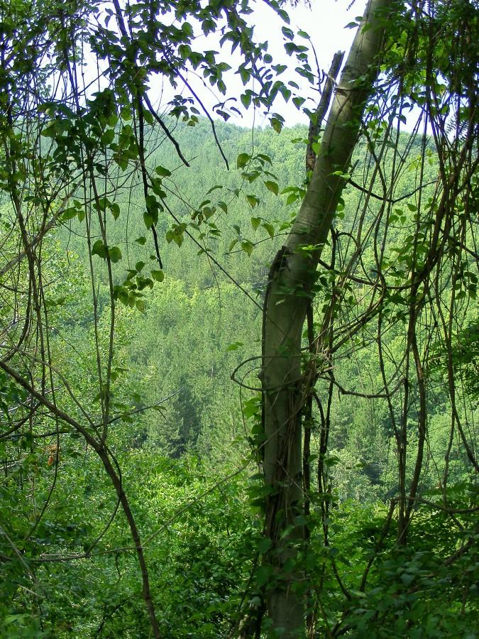 Prawdziwa natura Strandży- nieprzenikniony las niczym z tropików