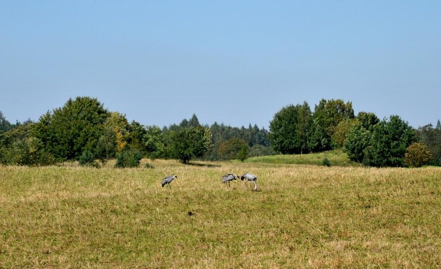 Żurawie na łące