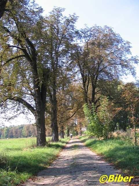 Kasztanowa aleja