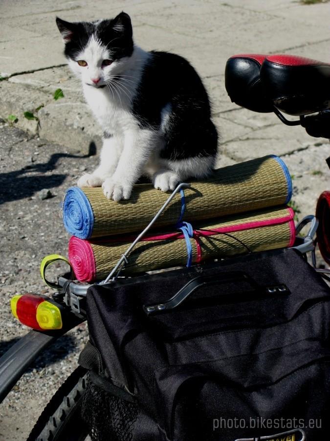 Pasażer na gapę:))