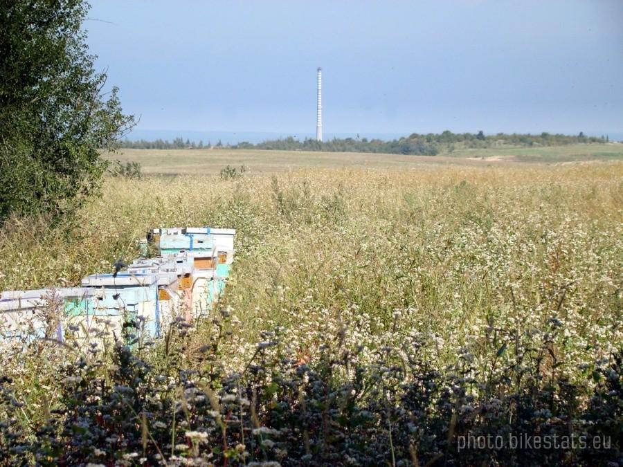 Gryczane pole trasie Głogów - Kwielice