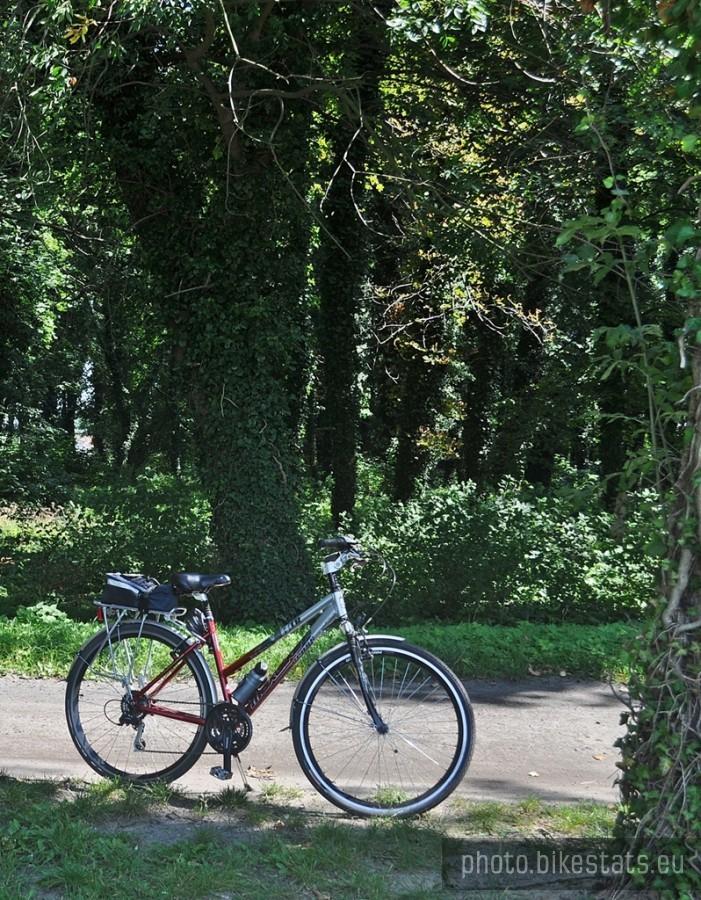 Park miejski w Sławie - największe w zachodniej Polsce skupisko zimozielonego bluszczu