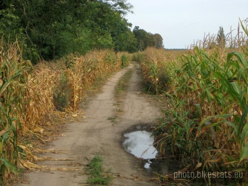 Droga między kukurydzą.