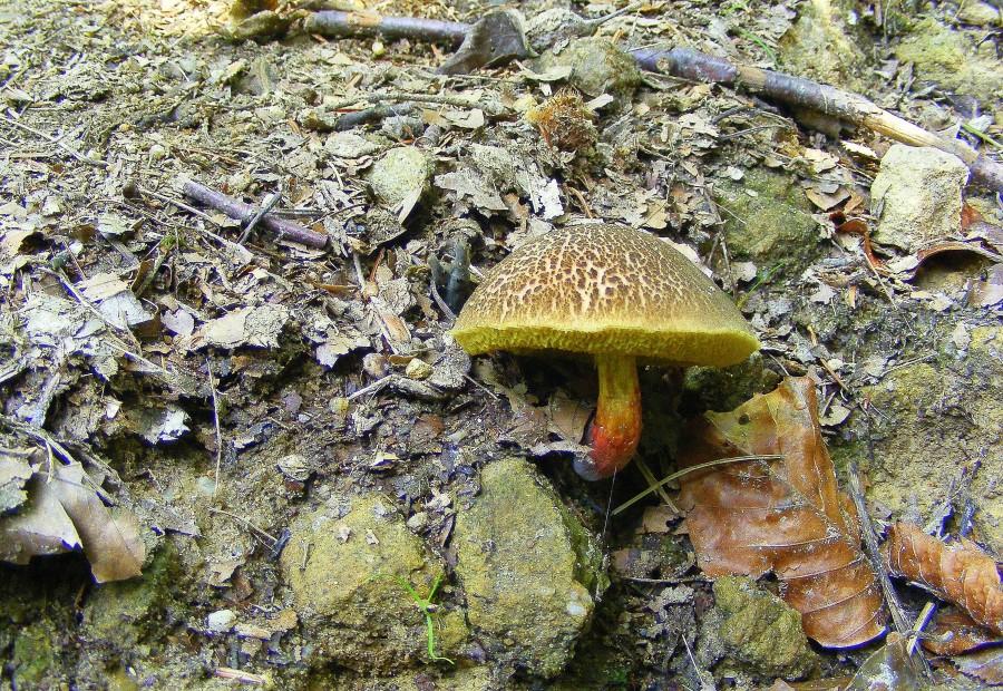 Grzybek na drodze:) a nawet Podgrzybek