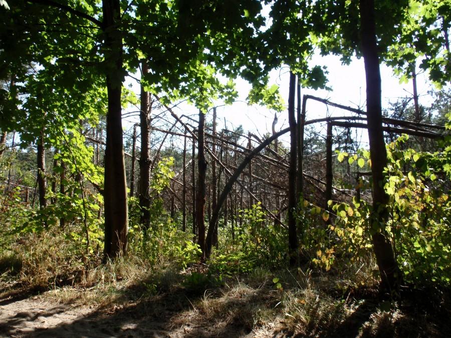 Bardzo częsty widok w Jurajskich lasach
