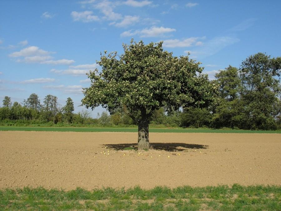 Samotna jabłoń