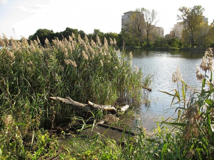 Jeziorko Czerniakowskie