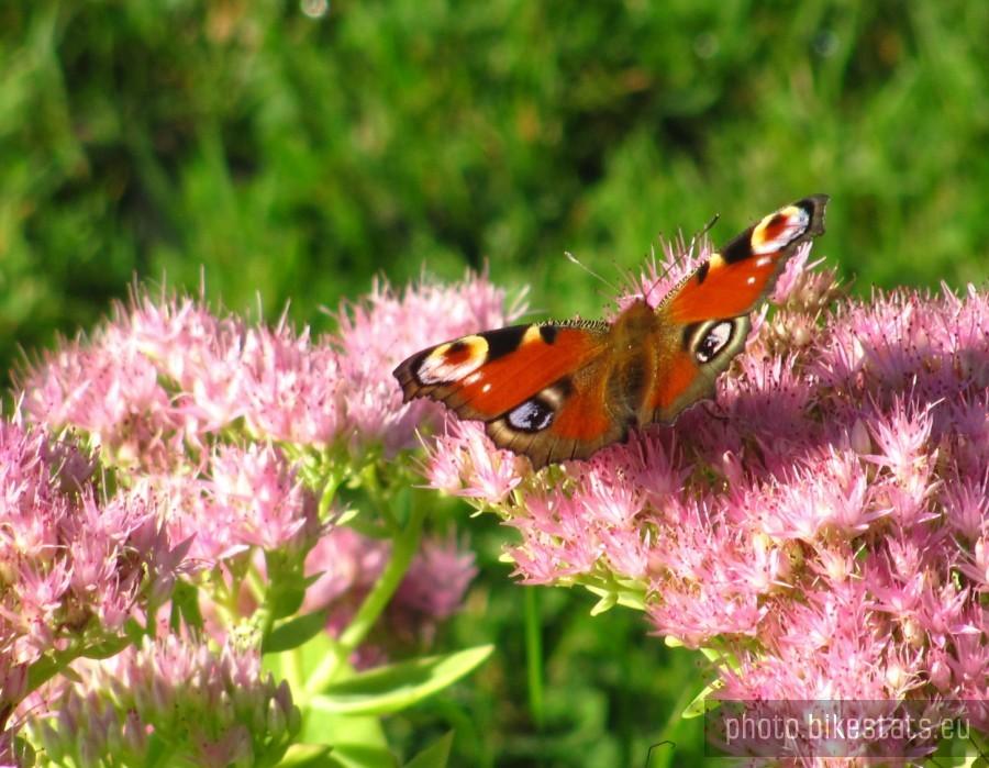 motyl