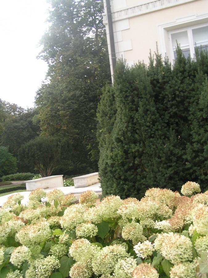 Wiosną kwitnąca magnolia, teraz kwitnące hortensje