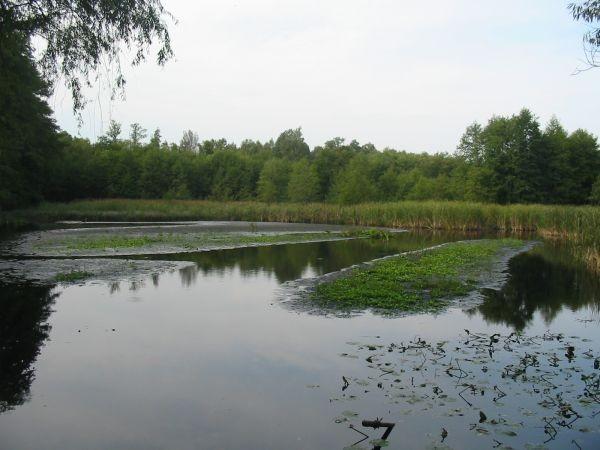 staw Szczurek nad Gacią
