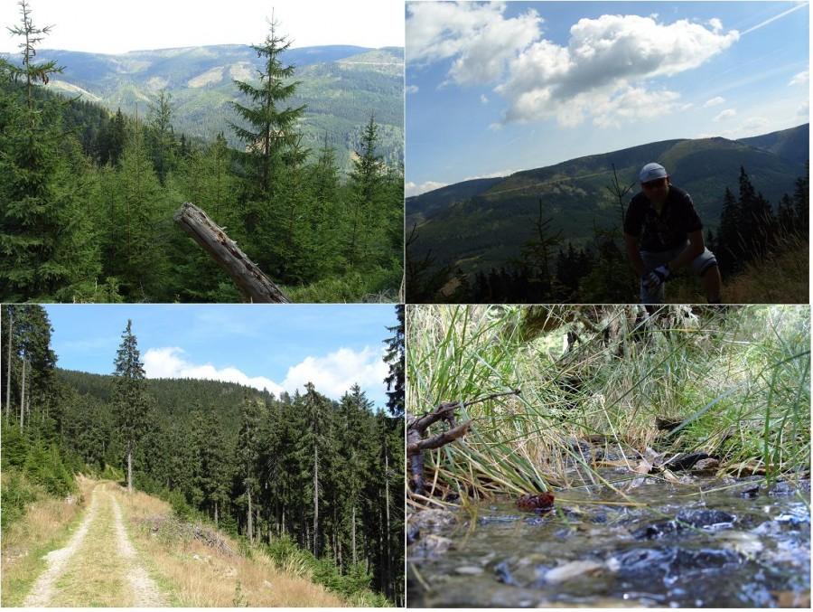 Widok w stronę śnieżnika i okolice.