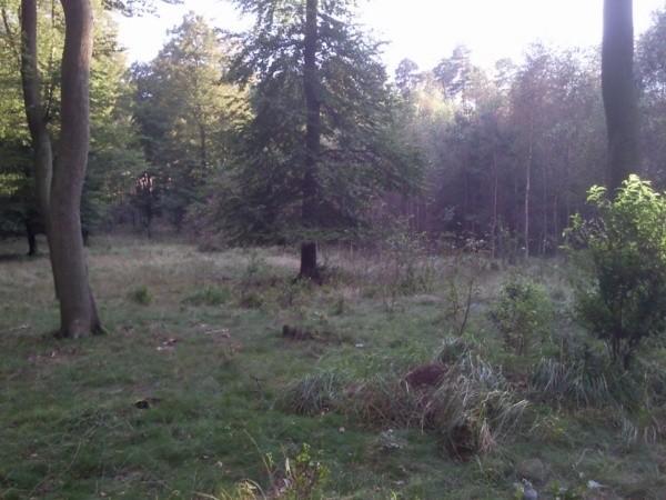 Widok z czerwonego szlaku