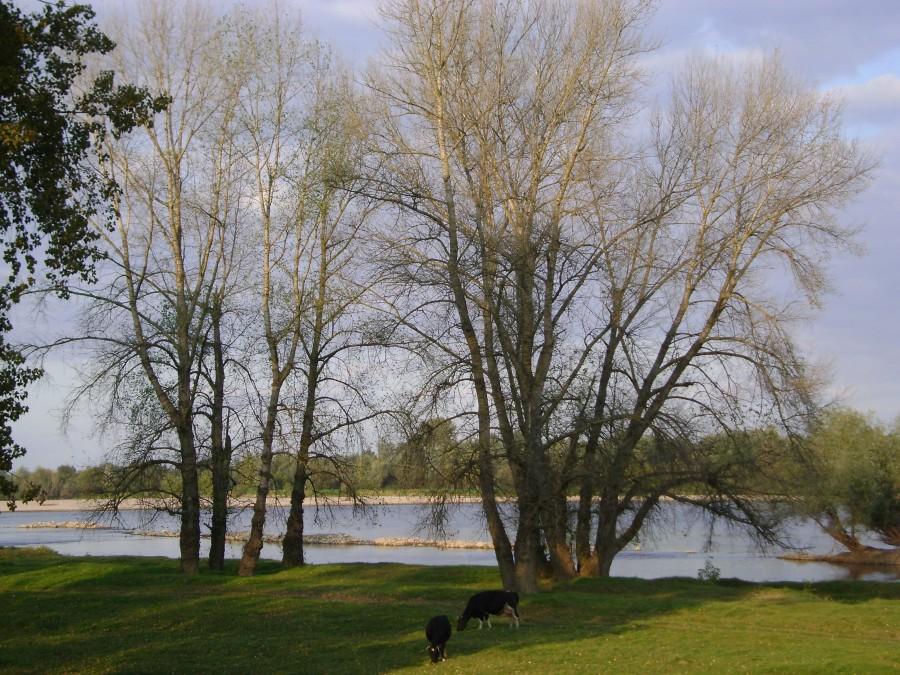 Nadwiślańska jesień