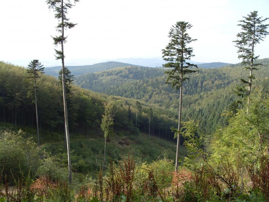 Widok z Gajnika.