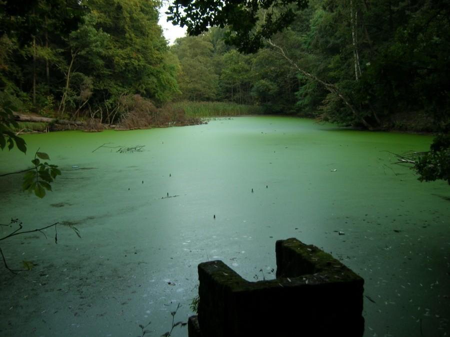 Las Miechowicki