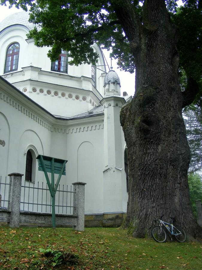 Dąb "Poganin"