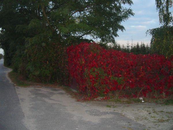 kolorowy płot w Kolonii Zawadzie