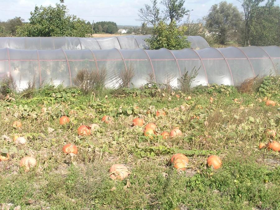 Halloween coraz bliżej a dynie już ogromne na polu [Czarże]