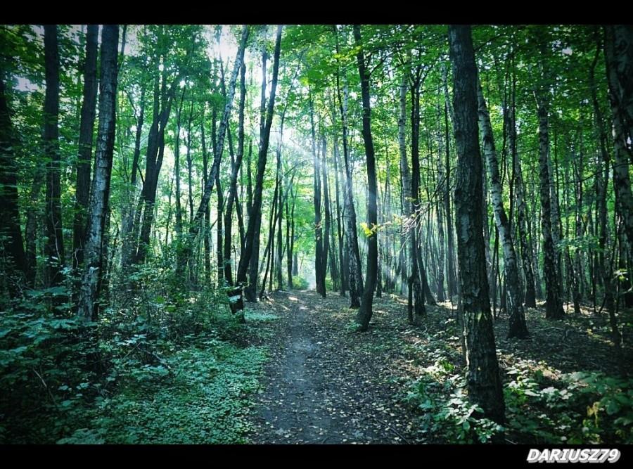Sosnowiec Milowice - Park Tysiąclecia