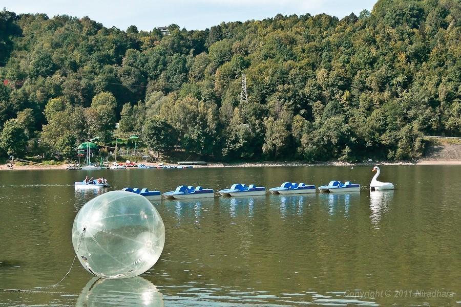 łabądek jak żywy