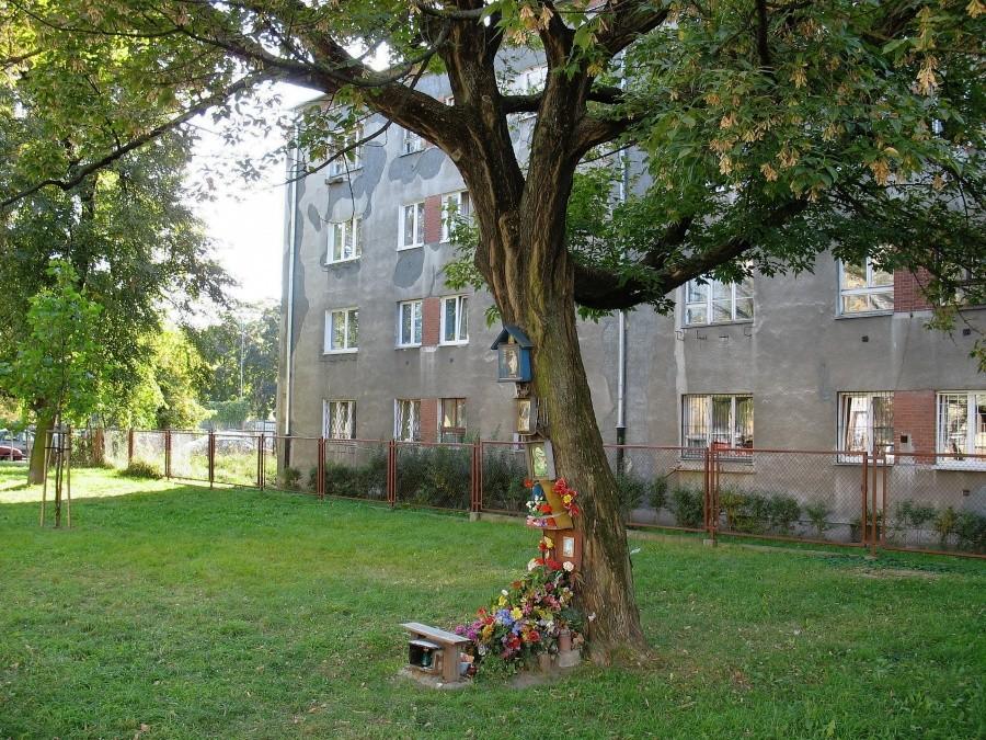 Święte drzewo na ul. Podskarbińskiej