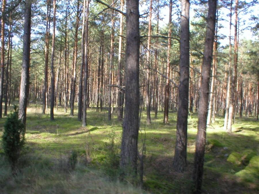 SOSNOWA SCENERIA BORÓW TUCHOLSKICH
