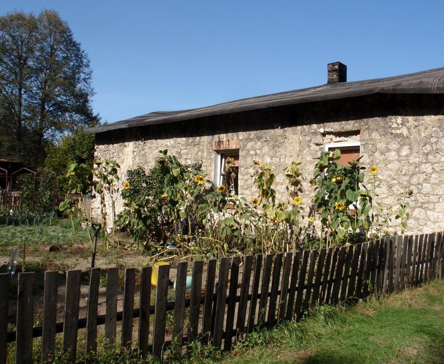 Słoneczniki