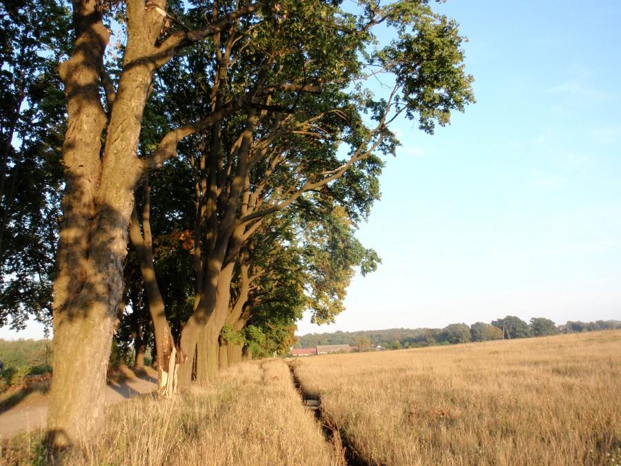 Aleja klonowa