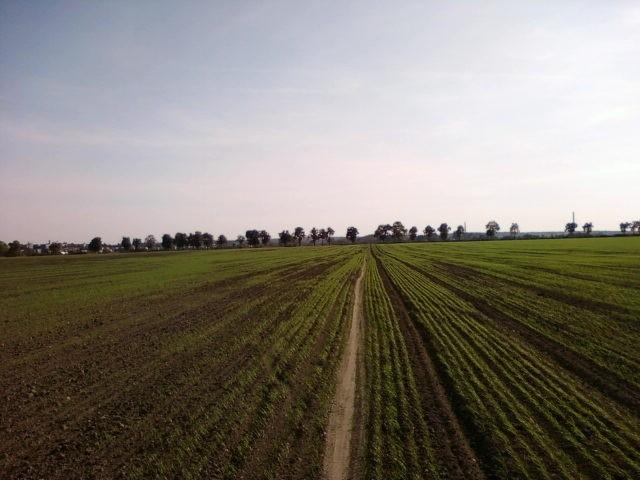 Ścieżka przez pole