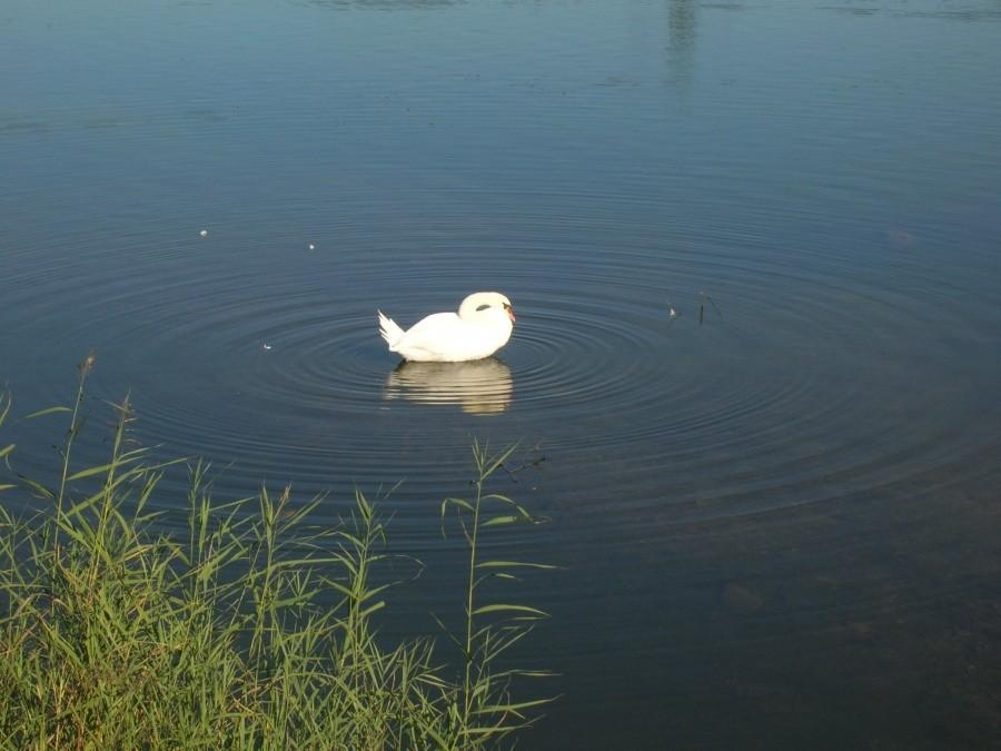 łąbędzia pielęgnacja