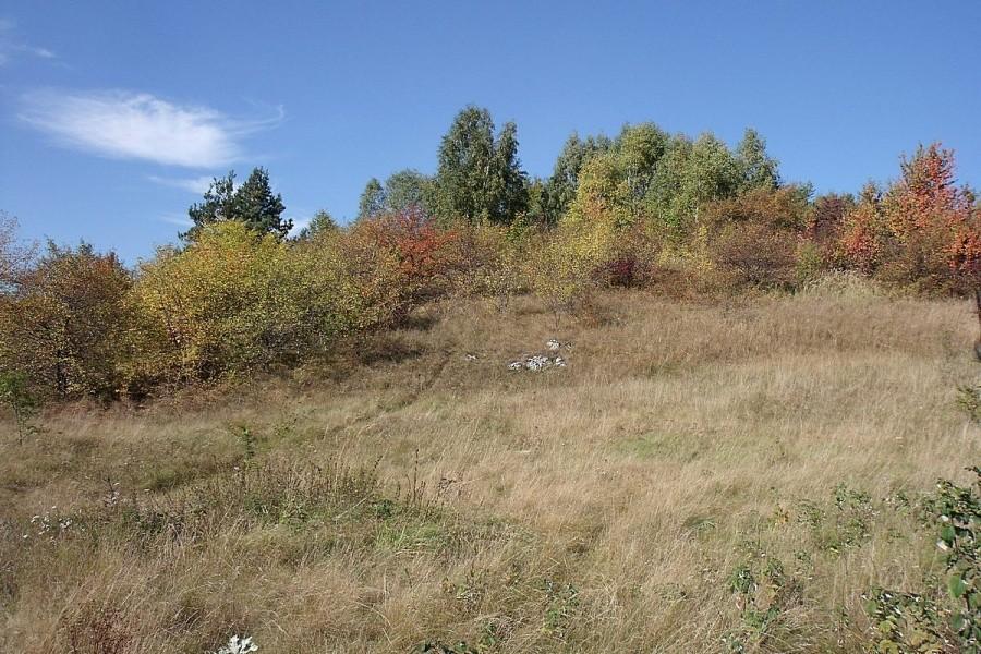 Kolorowe drzewa też