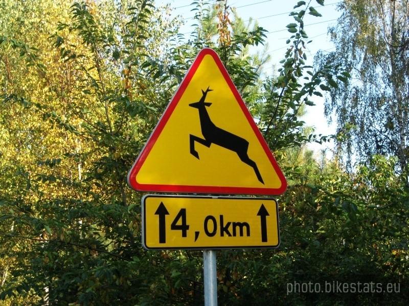 Sarny skaczą 4 km. w górę!?