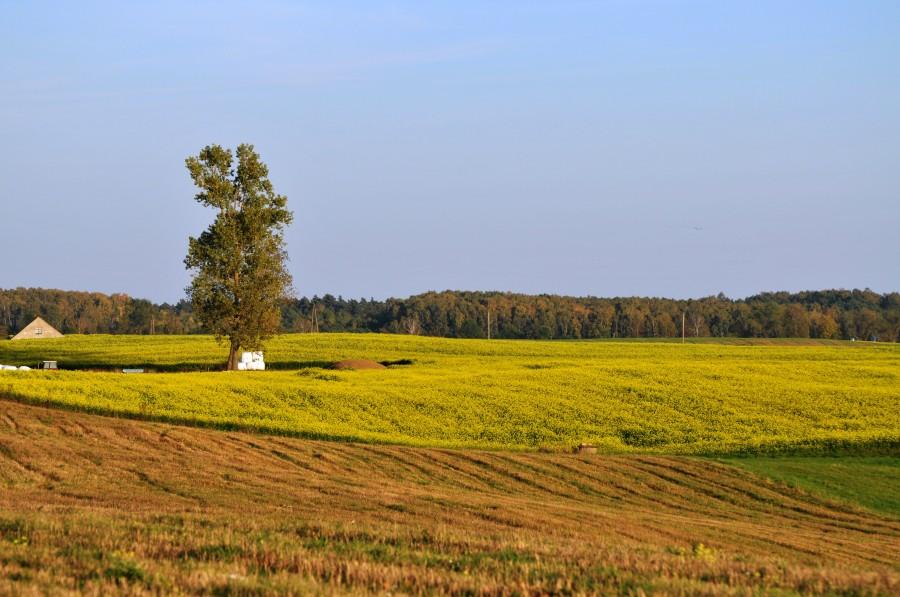 Krajobraz koło Pałubina