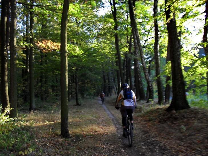 Przez Las Łagiewnicki