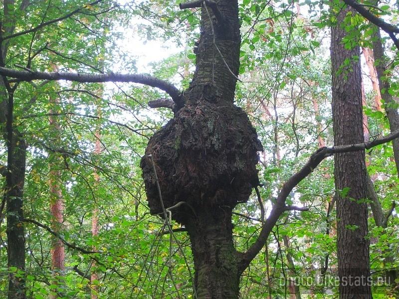 dendrologiczna zagadka