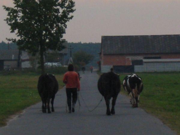 Trzeba zwolnić do 4-5km/h
