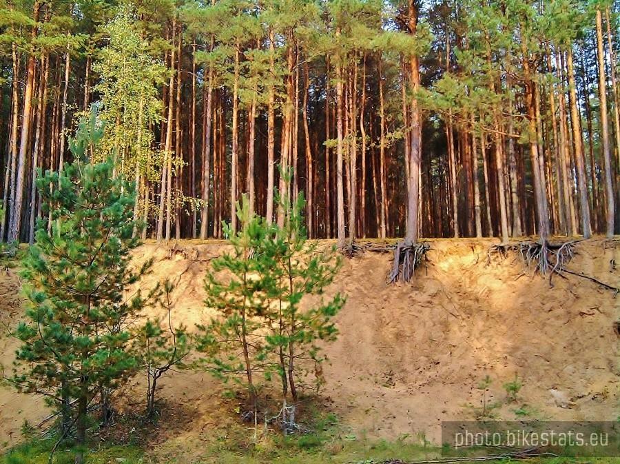 Leśne klimaty.