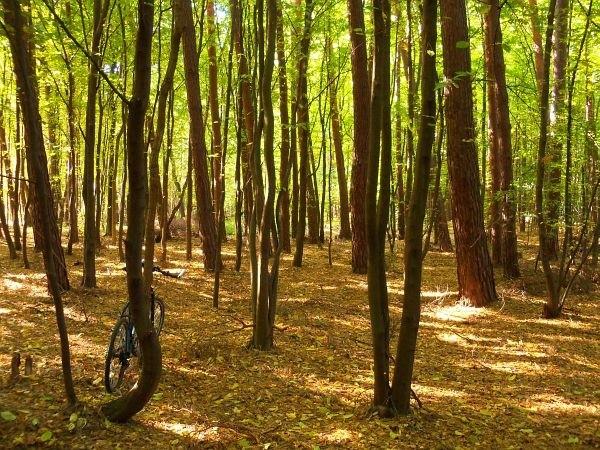 Puszcza Kampinoska w okolicy Stanisławowa